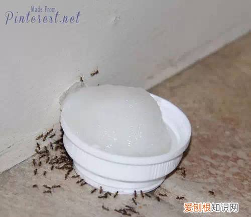 养花的窍门，30个养花实用技巧，看完你也是养花小达人