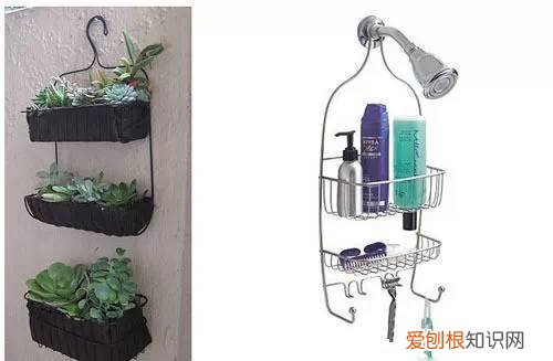养花的窍门，30个养花实用技巧，看完你也是养花小达人