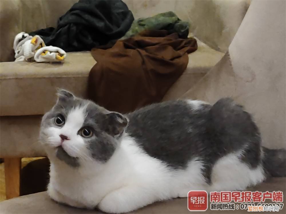 广西高校封闭，广西一高校没收宠物猫引争议！如何监管学生养宠物成新难题
