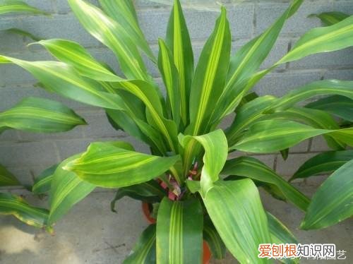 养花六大问题，六点养花小知识，帮你解决养花难题，从此养花不在愁