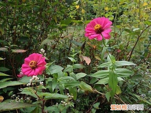 养花方面的知识，小小养花基础知识，很重要，却总有人不知道