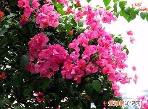 养花方面的知识，小小养花基础知识，很重要，却总有人不知道