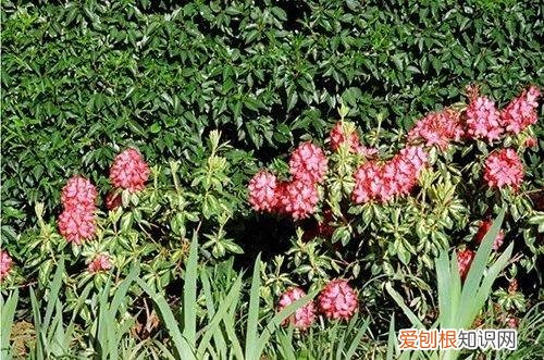 养花方面的知识，小小养花基础知识，很重要，却总有人不知道
