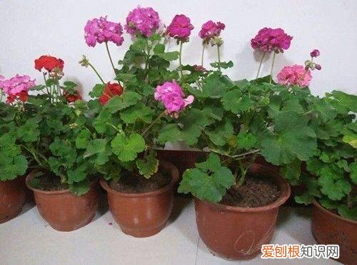 养花方面的知识，小小养花基础知识，很重要，却总有人不知道