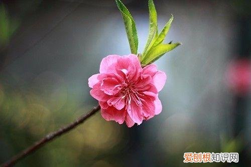养花方面的知识，小小养花基础知识，很重要，却总有人不知道