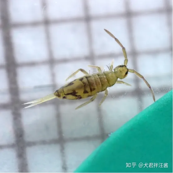 小动物的冷知识，动物有哪些冷知识？