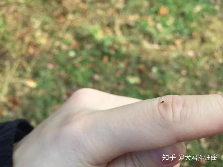 小动物的冷知识，动物有哪些冷知识？