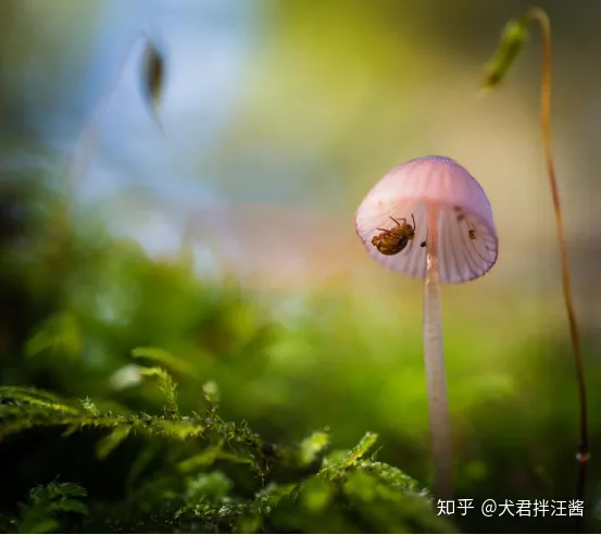 小动物的冷知识，动物有哪些冷知识？