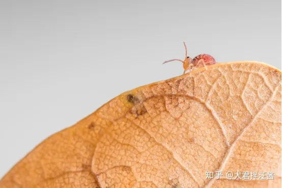 小动物的冷知识，动物有哪些冷知识？
