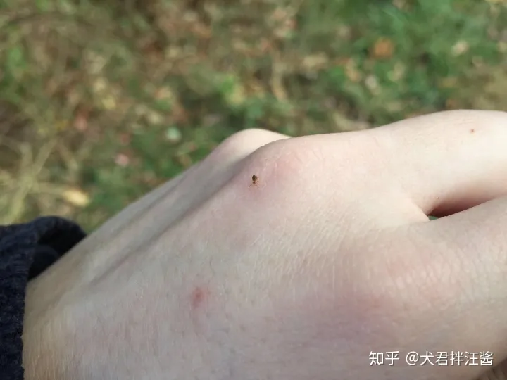 小动物的冷知识，动物有哪些冷知识？