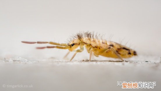 小动物的冷知识，动物有哪些冷知识？