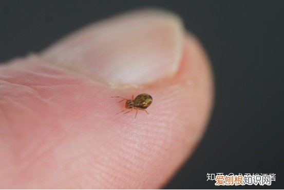 小动物的冷知识，动物有哪些冷知识？