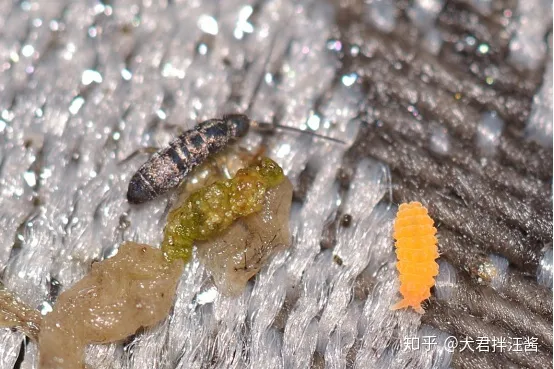 小动物的冷知识，动物有哪些冷知识？