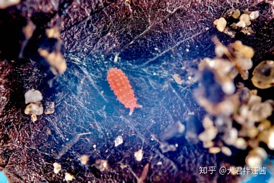 小动物的冷知识，动物有哪些冷知识？