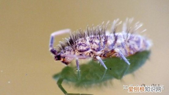 小动物的冷知识，动物有哪些冷知识？
