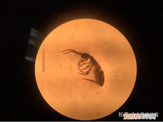 小动物的冷知识，动物有哪些冷知识？