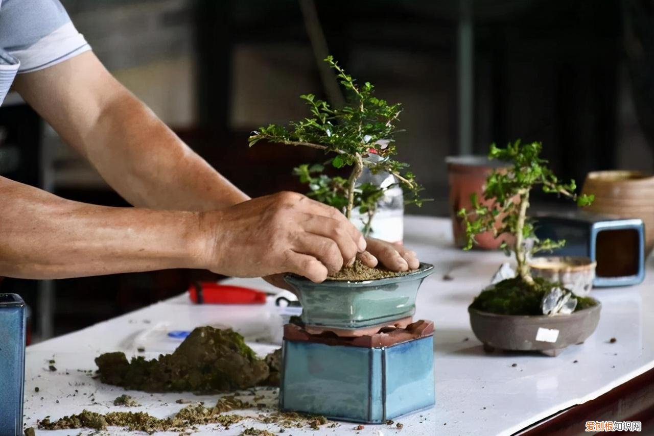 室内养花的有关知识和技能,5个养花的基础技能,只有熟练的掌握和灵活的运用,才能养出好花
