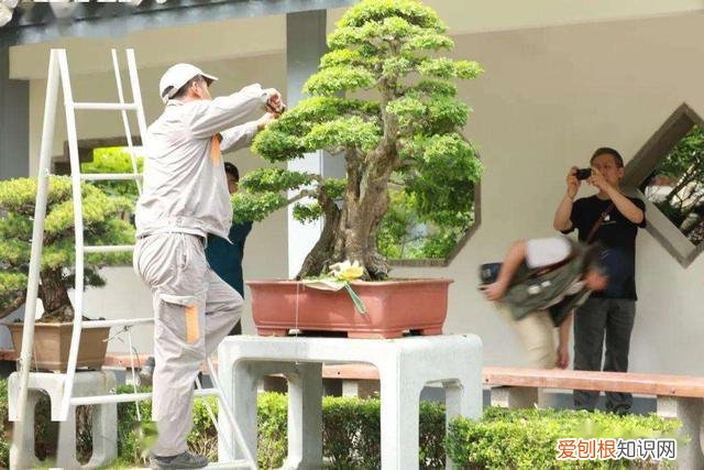 室内养花的有关知识和技能,5个养花的基础技能,只有熟练的掌握和灵活的运用,才能养出好花