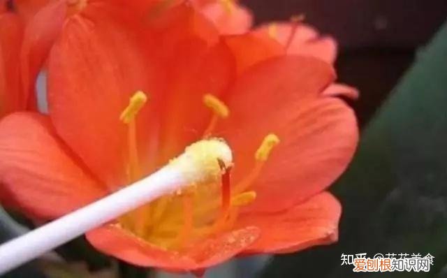 家庭常用盆栽，简单明了又实用的盆栽养护知识