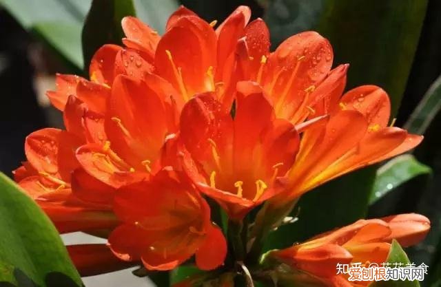 家庭常用盆栽，简单明了又实用的盆栽养护知识