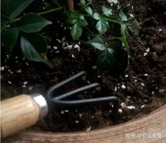 家庭常用盆栽，简单明了又实用的盆栽养护知识