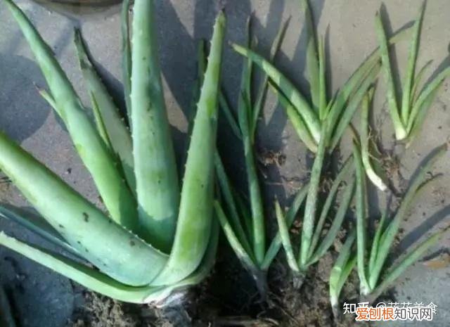 家庭常用盆栽，简单明了又实用的盆栽养护知识