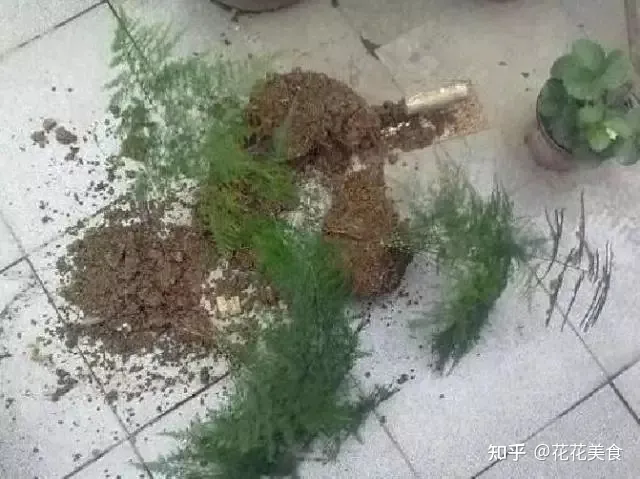 家庭常用盆栽，简单明了又实用的盆栽养护知识