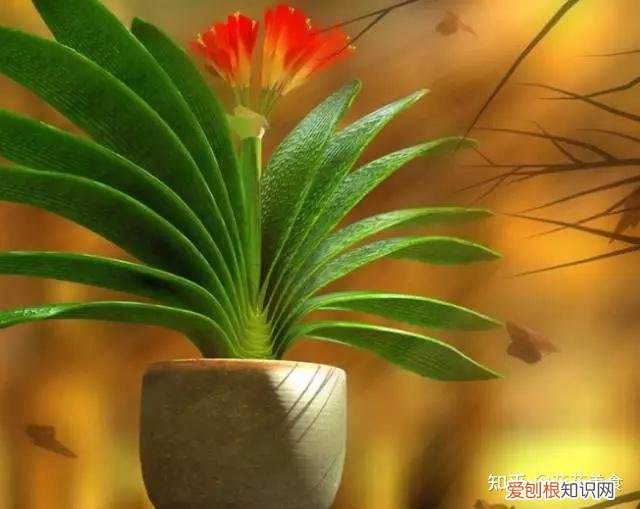 家庭常用盆栽，简单明了又实用的盆栽养护知识
