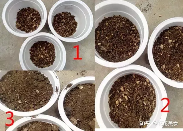 家庭常用盆栽，简单明了又实用的盆栽养护知识