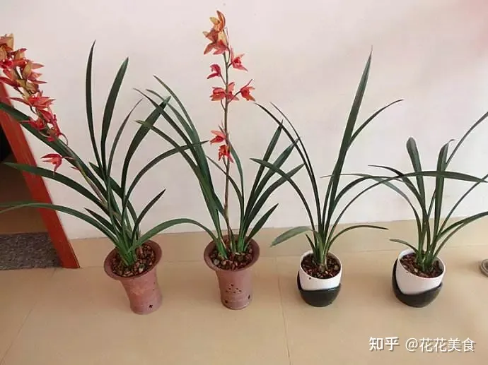 家庭常用盆栽，简单明了又实用的盆栽养护知识