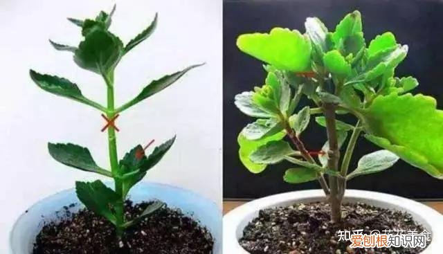 家庭常用盆栽，简单明了又实用的盆栽养护知识