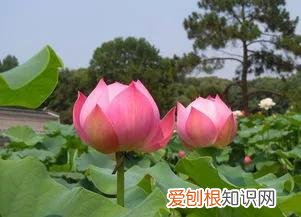 养花有助于什么，不会吧，不会吧，这些关于养花的常识你还不知道吗？