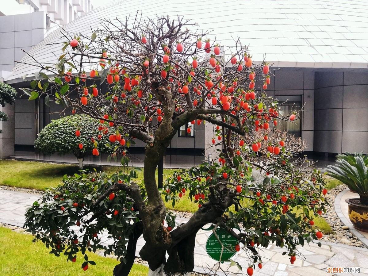 养花有助于什么，不会吧，不会吧，这些关于养花的常识你还不知道吗？