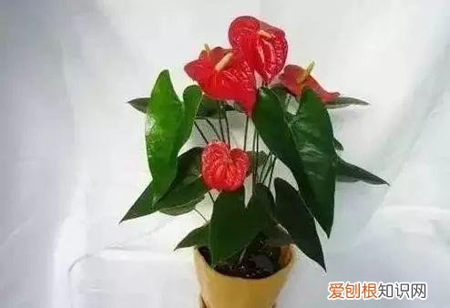 养花人必养的花，养花大全45集，收藏起来，什么花都能养好