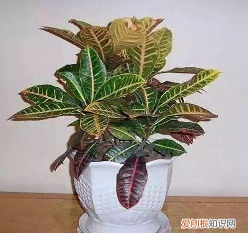 养花人必养的花，养花大全45集，收藏起来，什么花都能养好