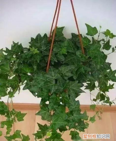 养花人必养的花，养花大全45集，收藏起来，什么花都能养好