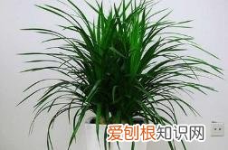 养花人必养的花，养花大全45集，收藏起来，什么花都能养好