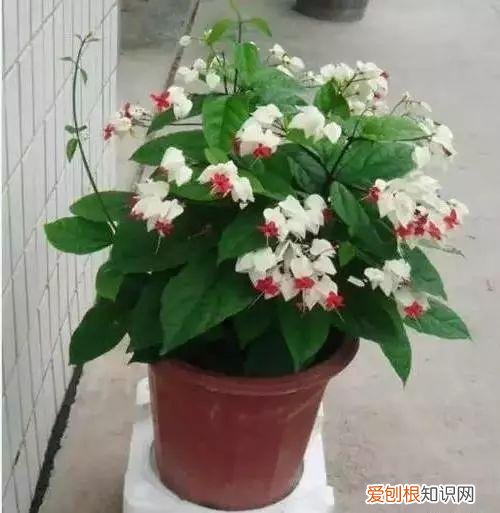 养花人必养的花，养花大全45集，收藏起来，什么花都能养好