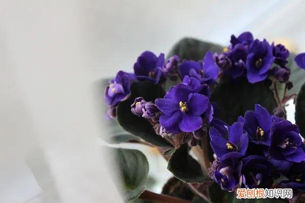 养花人必养的花，养花大全45集，收藏起来，什么花都能养好