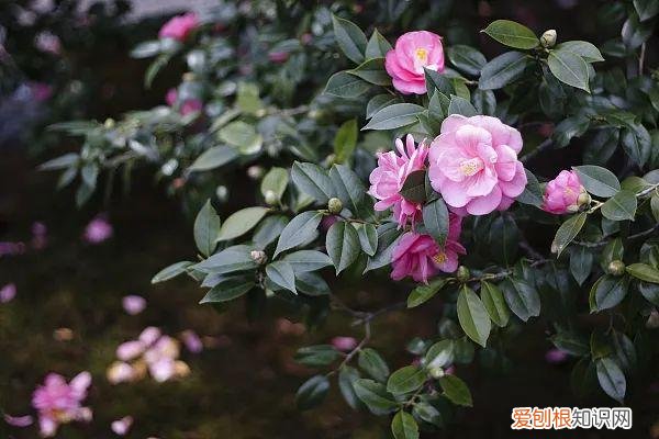 养花人必养的花，养花大全45集，收藏起来，什么花都能养好