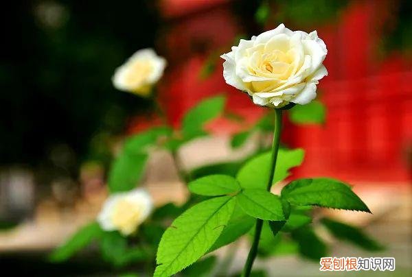 养花人必养的花，养花大全45集，收藏起来，什么花都能养好