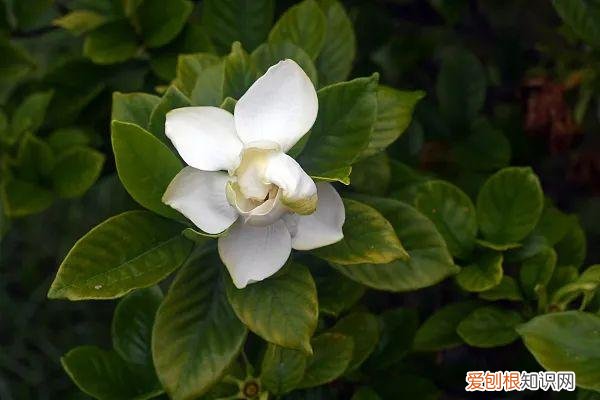 养花人必养的花，养花大全45集，收藏起来，什么花都能养好