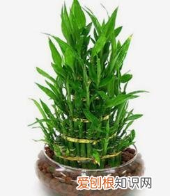 养花人必养的花，养花大全45集，收藏起来，什么花都能养好