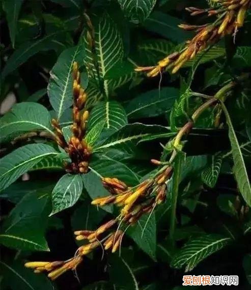 养花人必养的花，养花大全45集，收藏起来，什么花都能养好