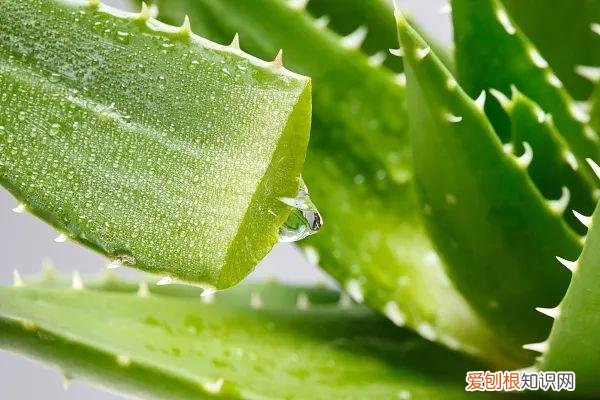 养花人必养的花，养花大全45集，收藏起来，什么花都能养好