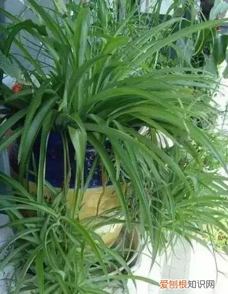 养花人必养的花，养花大全45集，收藏起来，什么花都能养好