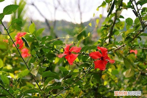 养花人必养的花，养花大全45集，收藏起来，什么花都能养好