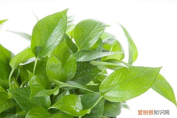 养花人必养的花，养花大全45集，收藏起来，什么花都能养好
