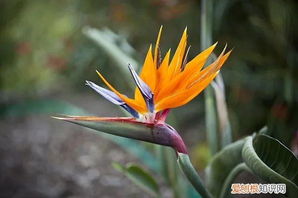 养花人必养的花，养花大全45集，收藏起来，什么花都能养好
