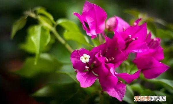 养花人必养的花，养花大全45集，收藏起来，什么花都能养好